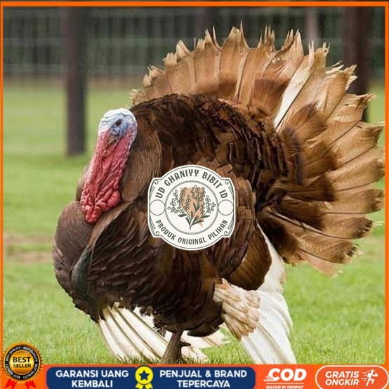 

Telur ayam kalkun jumbo siap ditetaskan UD GHANIYY BIBIT ID