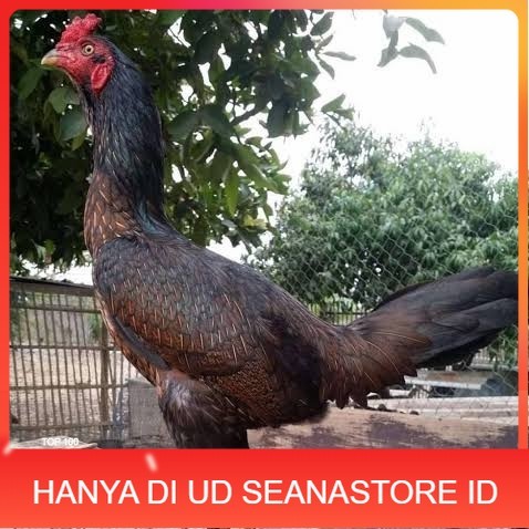 

Telur ayam bangkok bulbi petarung aduan fertil untuk ditetaskan UD SEANASTORE ID