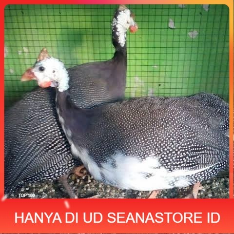 

Telur ayam mutiara hias siap ditetaskan - ayam mutiara UD SEANASTORE ID