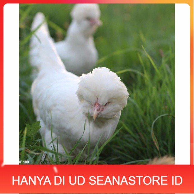 

Telur ayam hias sultan fertil untuk ditetaskan Langsung UD SEANASTORE ID