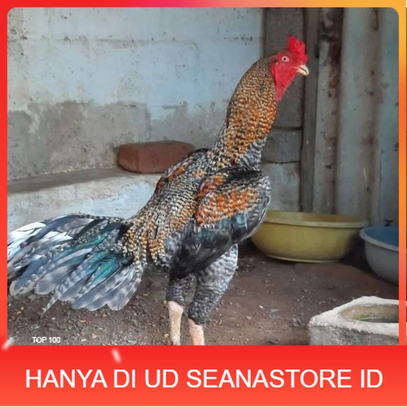 

TELUR AYAM HIAS PEDAGING URABA 2 UNTUK DI TETASKAN UD SEANASTORE ID