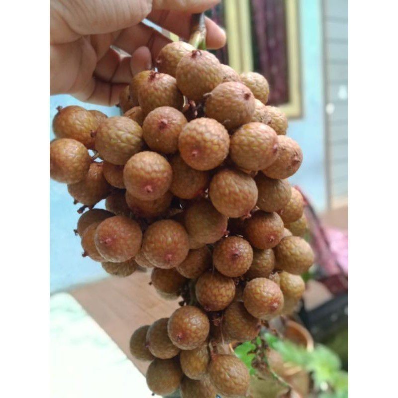 

Promo 500GRAM BUAH JERNANG / BUAH HOE / BUAH ROTAN SEGAR ready stok