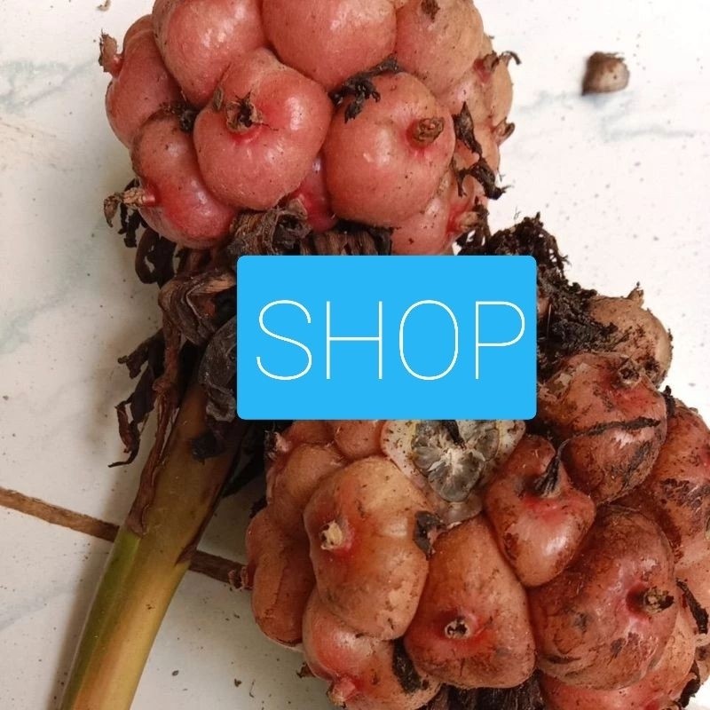 

honje sgar 500 gr bush kvomrang honje