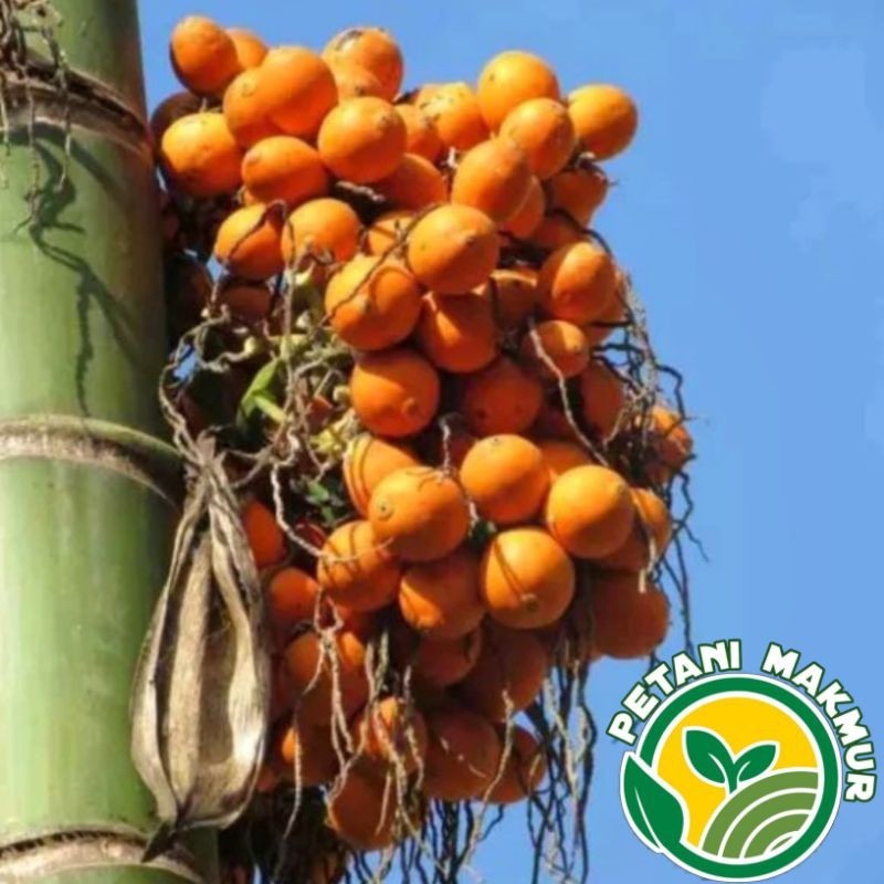 

Buah Pinang Tua Matang di Pohon berat 1kg Gelotokan Fresh