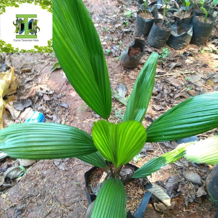 taneman hias indoor palem kol palem kipas licuala grandis taneman