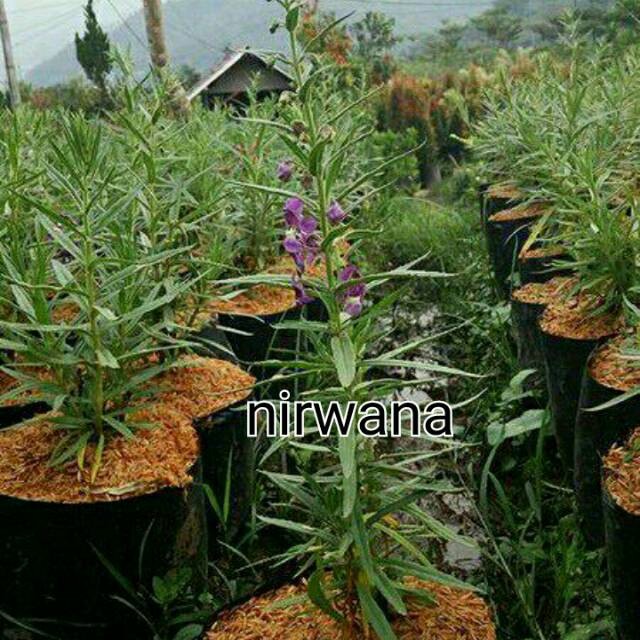BIBIT BUNGA LAVENDER