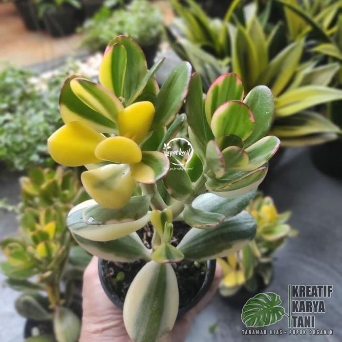 Tanaman hias jade plant varigata - Jade plant variegata