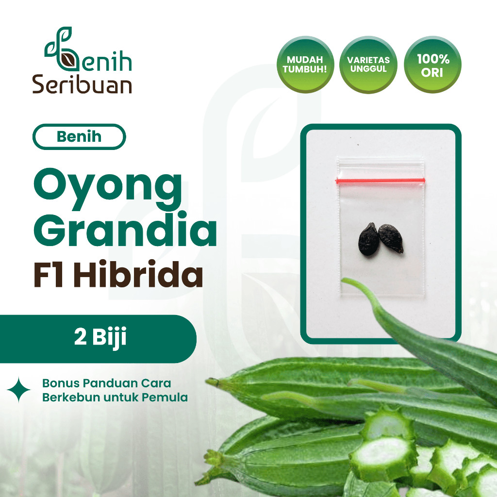 2 Benih Bibit Oyong Hibrida F1 Grandia Sayuran Rambat Gambas Unggul - Bibit Tanaman Sayur Seribuan