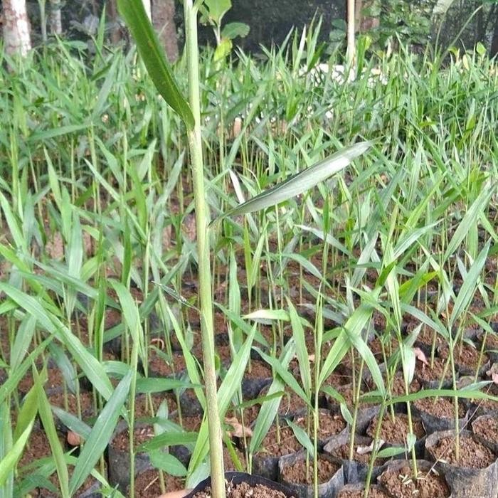 Bibit jahe merah siap tanam