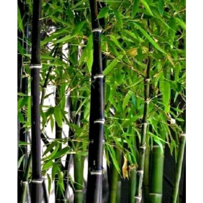 Bibit bambu hitam - stek bambu hitam siap tanam Saung_herbalco