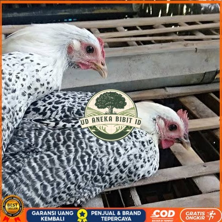 

Telur ayam arab / telur ayam hias / telur fertil siap kirim UD ANEKA BIBIT ID