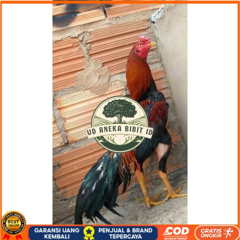 

BANGKOK F1 TELUR FERTIL PROMO BESAR UD ANEKA BIBIT ID