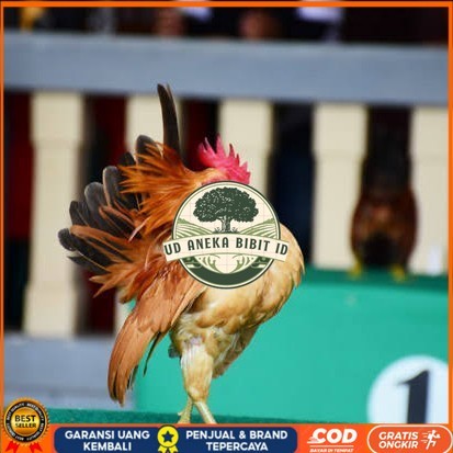 

Telur ayam serama kate lokal telur ayam hias telur fertil siap tetas UD ANEKA BIBIT ID