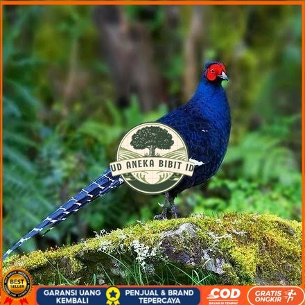 

Telur ayam hias ringneck mikado pheasant fertil untuk ditetaskan Langsung UD ANEKA BIBIT ID