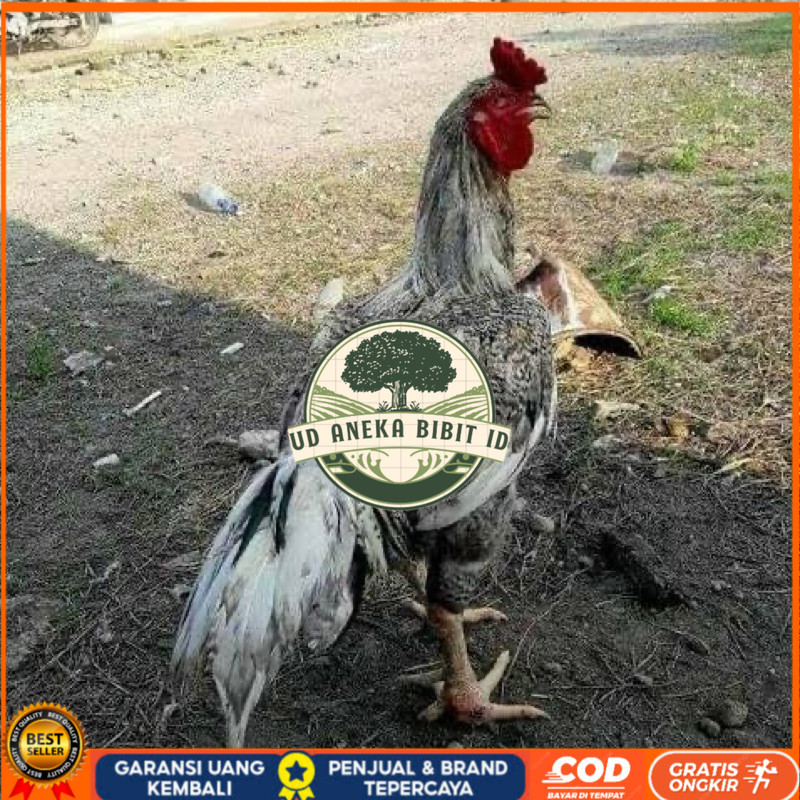 

TELUR FERTIL AYAM GORILA F1 UNTUK DITETASKAN UD ANEKA BIBIT ID