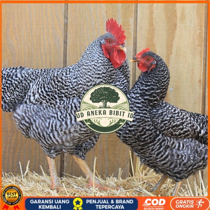 

Telur ayam hias barred rock fertil asli siap ditetaskan - barred-rock UD ANEKA BIBIT ID
