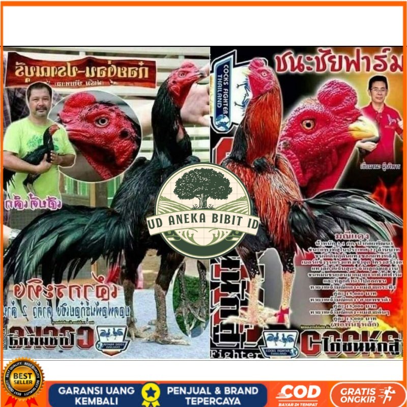 

Telur fertil pakhoy trah maneedaeng x blackbull x black rose x durian x payabod x jimmywhite x 17yok / khoyngon garansi fertil UD ANEKA BIBIT ID