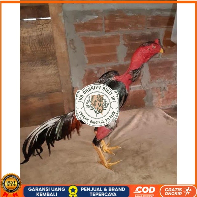 

TELUR AYAM SAIGON TANGGUH UNTUK DI TETASKAN UD GHANIYY BIBIT ID