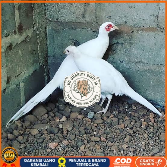 

Telur ayam hias ringneck white pheasant fertil asli UD GHANIYY BIBIT ID