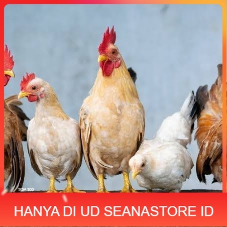 

Telur ayam elba / telur ayam hias / telur ayam fertil siap tetas UD SEANASTORE ID