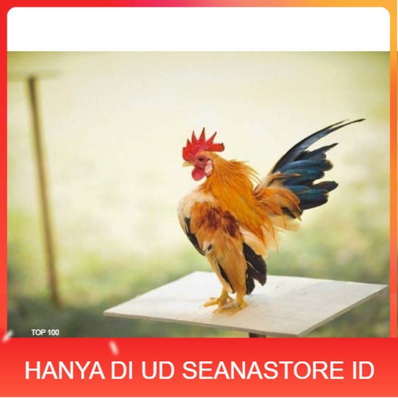 

TELUR AYAM HIAS SERAMA UNTUK DI TETASKAN UD SEANASTORE ID