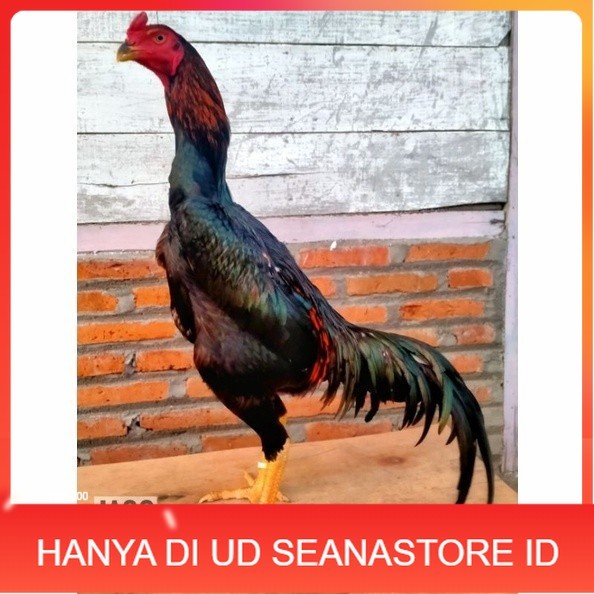 

Telur ayam bangkok shamo taiwan / ayam petarung aduan untuk ditetaskan UD SEANASTORE ID