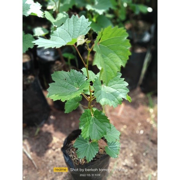 Bibit pohon anggur - anggur rambat - tanaman anggur
