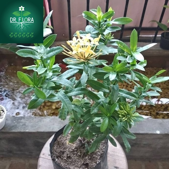 tanaman hias asoka jepang kuning - soka jepang mini bunga kuning