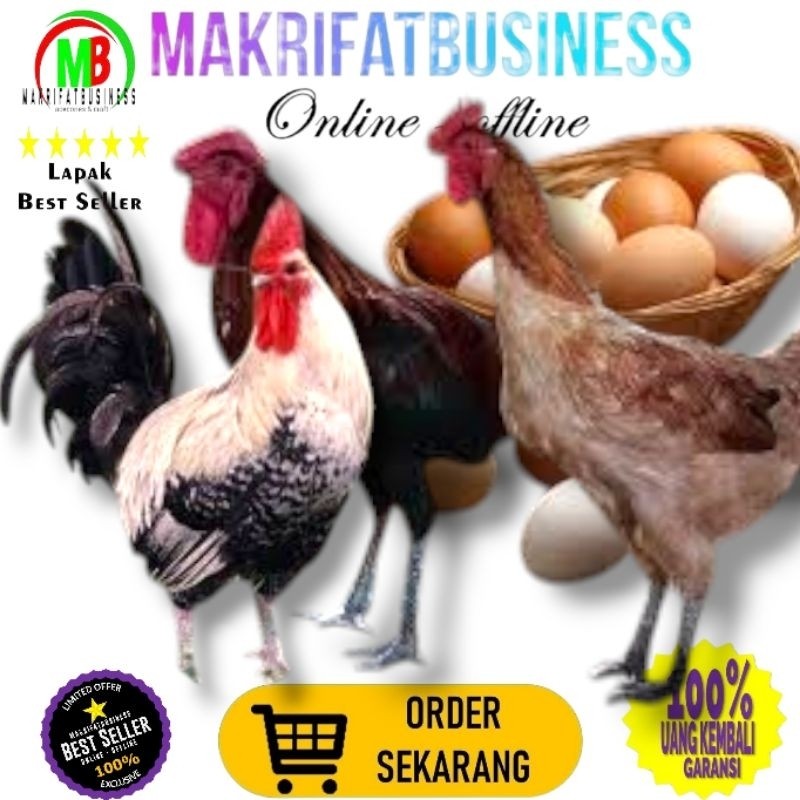 

IMDA HANDICRAFT Paket 3 Pcs Telur FERTIL Ayam ELBA vs AYAM ARAB Untuk Ditetaskan Oleh Farm Profesional