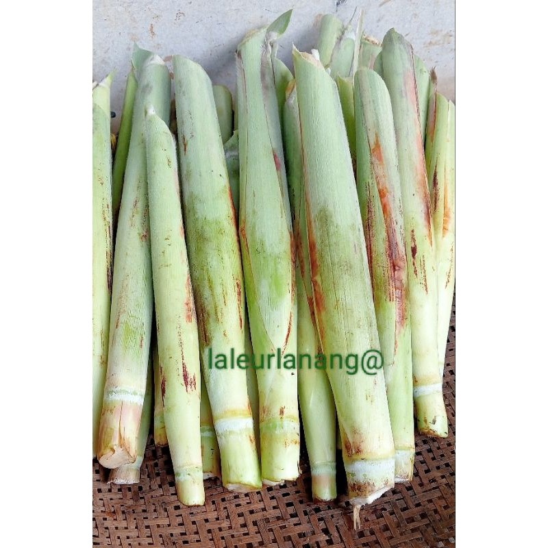 

terubuk sayur segar fresss 1 kg