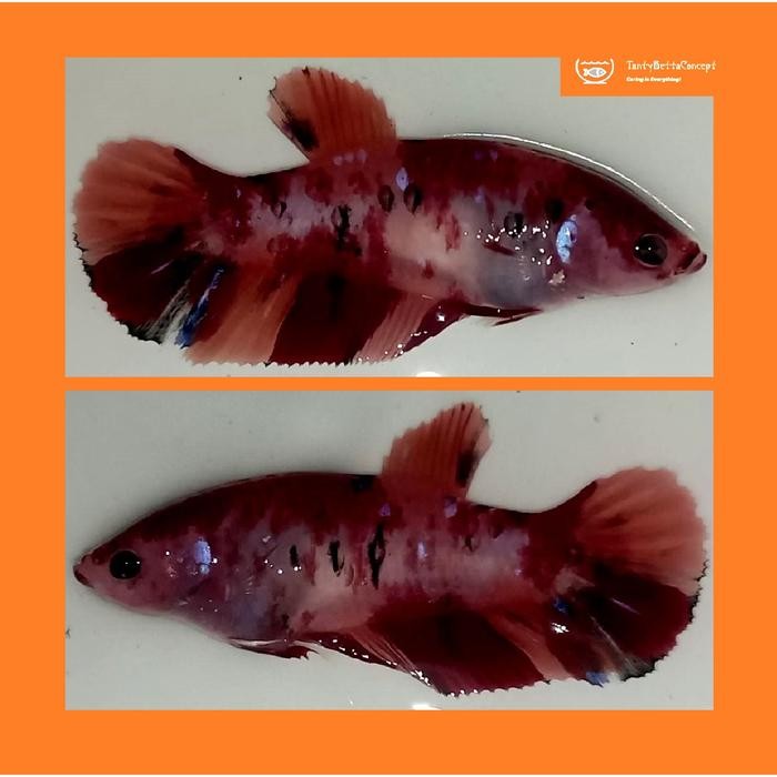 Cupang Giant Female, FmGiant25