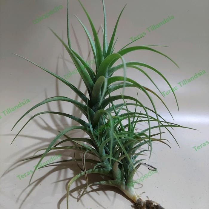 Tillandsia Bergeri ( Size Indukan ) bawa anak - L