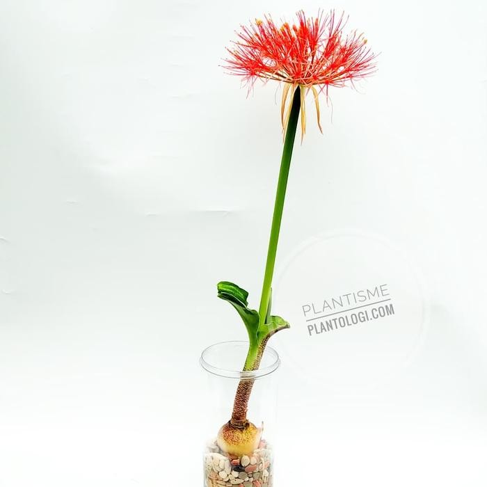 Vivarium Mini - Blood Lily Fireworks Plants (Tanaman Hias Kembang Api)