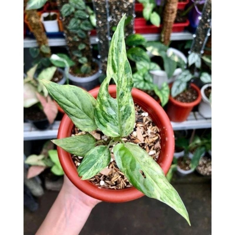 Tanaman Janbol Varigata Marble/Monstera Adhansoni Varigata Mint