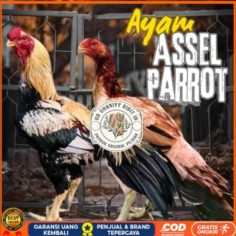 

telur ayam assel Parrot ori bisa untuk di tetaskan UD GHANIYY BIBIT ID