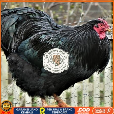 

Telur ayam black australorp / telur ayam hias / telur fertil siap cod UD GHANIYY BIBIT ID