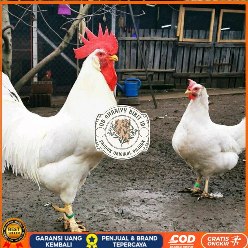 

TELUR AYAM ELBA PETELUR UNTUK DI TETASKAN UD GHANIYY BIBIT ID