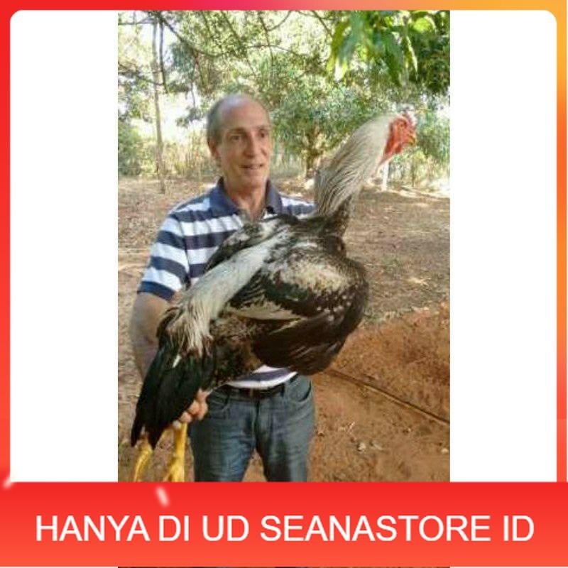 

TELUR AYAM GOWA / GORILA JAWA SUPER UNTUK DI TETASKAN UD SEANASTORE ID