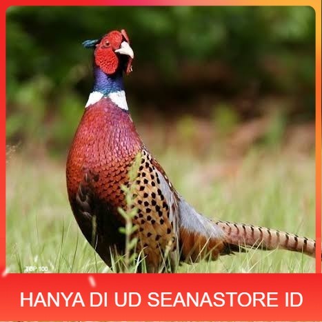 

Telur ayam ringneck pheasant green / telur ayam hias fertil siap tetas UD SEANASTORE ID