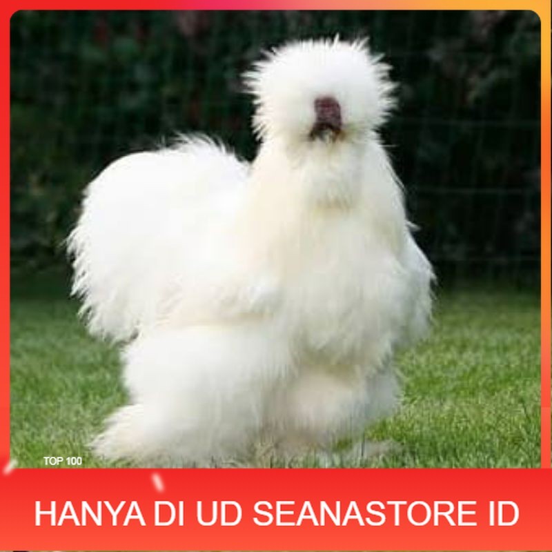 

TELUR AYAM HIAS SILKIE UNTUK DI TETASKAN UD SEANASTORE ID