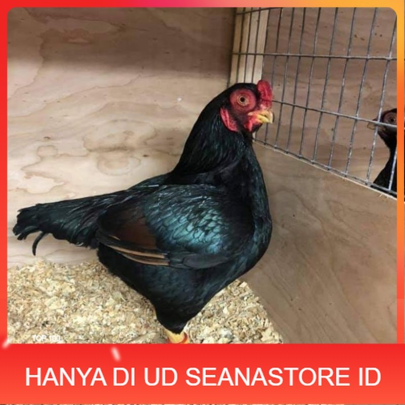 

TELUR AYAM HIAS BANTAM CORNISH UNTUK DI TETASKAN UD SEANASTORE ID