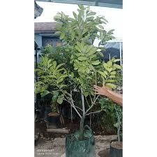 LIVE - Sawo Black Sapote Kondisi Berbunga dan Berbuah