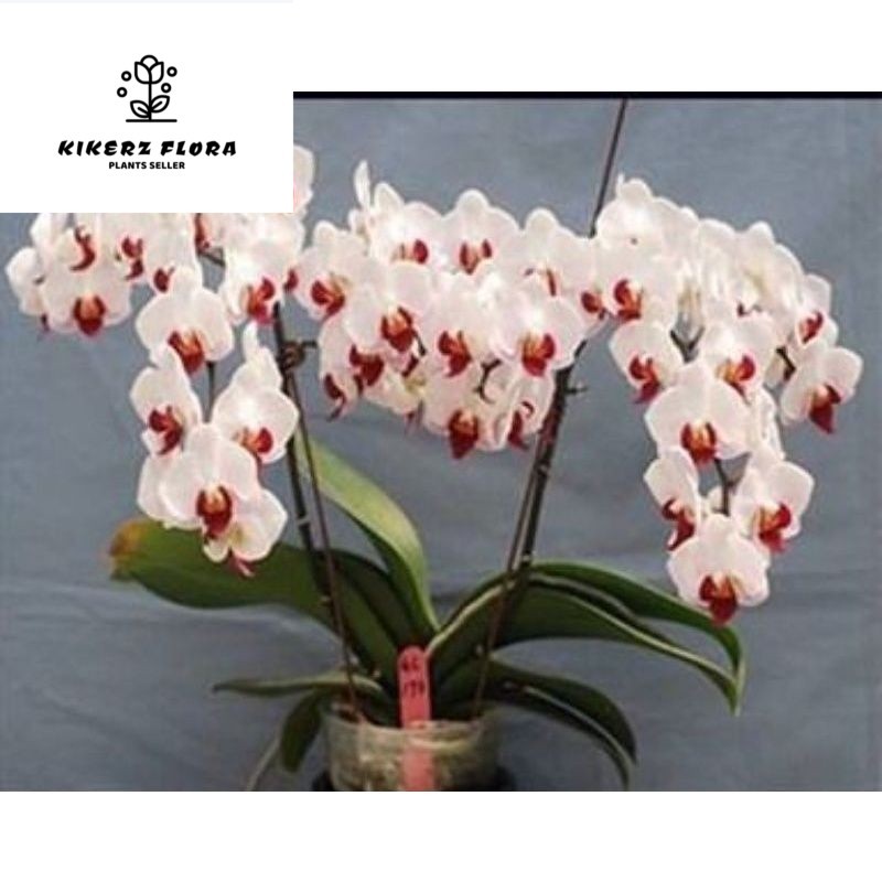 anggrek bulan putih lidah merah spike