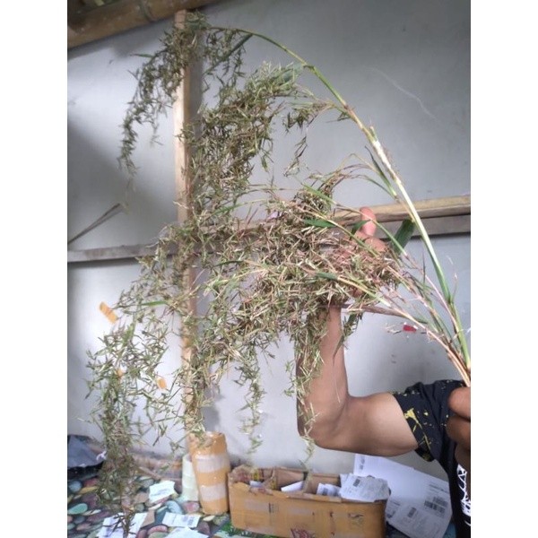 kembang sereh merah lanang