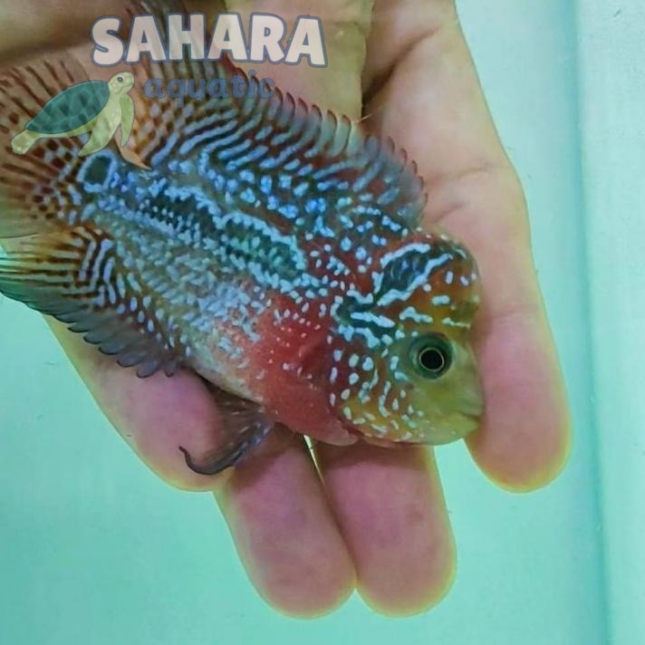 Hiasan aquascape ️Harga Potongan Ikan louhan SRD x CENCU baby lohan full mutiara grade berkualitas |