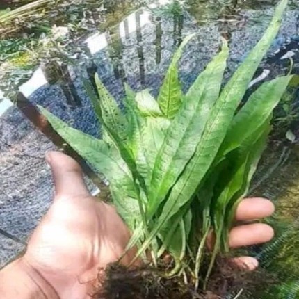 Kadaka Super Tanaman Aquascape | Tanaman Hidup Air Aquarium | Hiasan