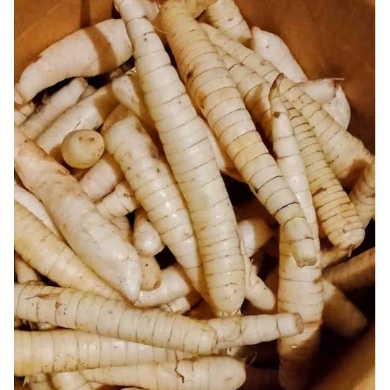 

UMBI GARUT(WIRUT)/sagu belanda 1 KG