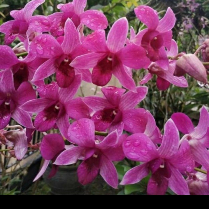 A.L anggrek dendrobium bantimurung dewasa