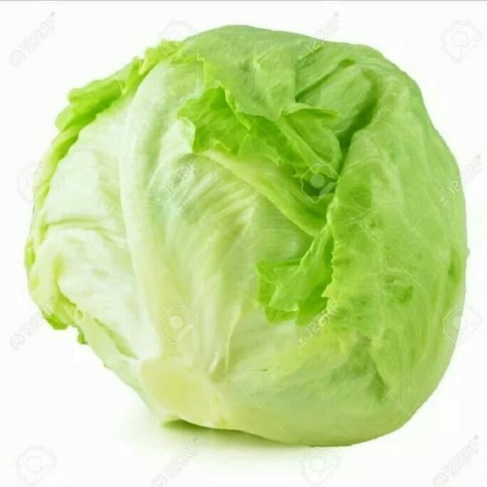 

LETTUCE HEAD (pack ± 250 gr )