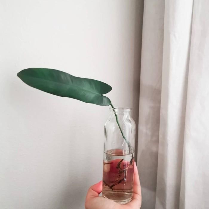 philodendron atabapoense